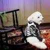 imageSpooktacular Creations Pet Dog Plush Skeleton Hoodie Costume for Halloween Dress Up Party Pet Carnival Outdoor Play